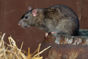 Norway Rat